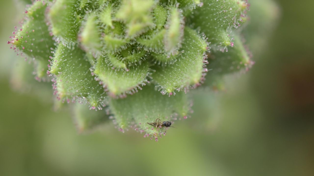 Scientists discovered that a plant growing on mountains in southwest China is carnivorous. - Xin-Jian Zhang