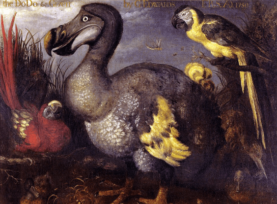 Image accompanying Nautilus' report on cranial scans of the dodo bird. - nautil.us
