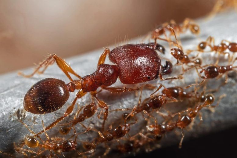 A soldier big-headed ant with workers, illustrating the insect societies examined in the study. - scitechdaily.com
