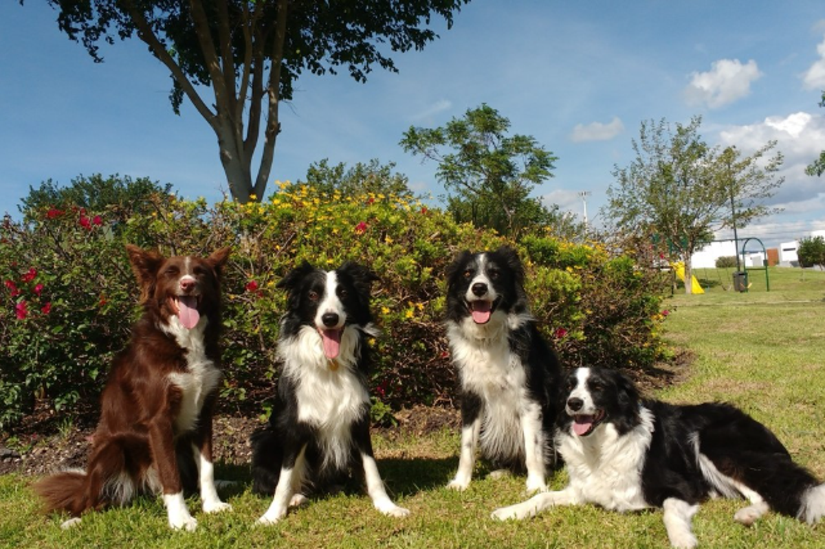 Four canine participants in the study: Morante, Kunkun, Odin and Molly. - Laura V. Cuaya