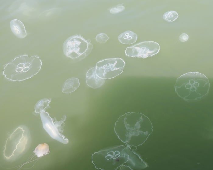 Jellyfish activity has affected swimmers at Delaware beaches this summer. - Maya Yang/The Guardian