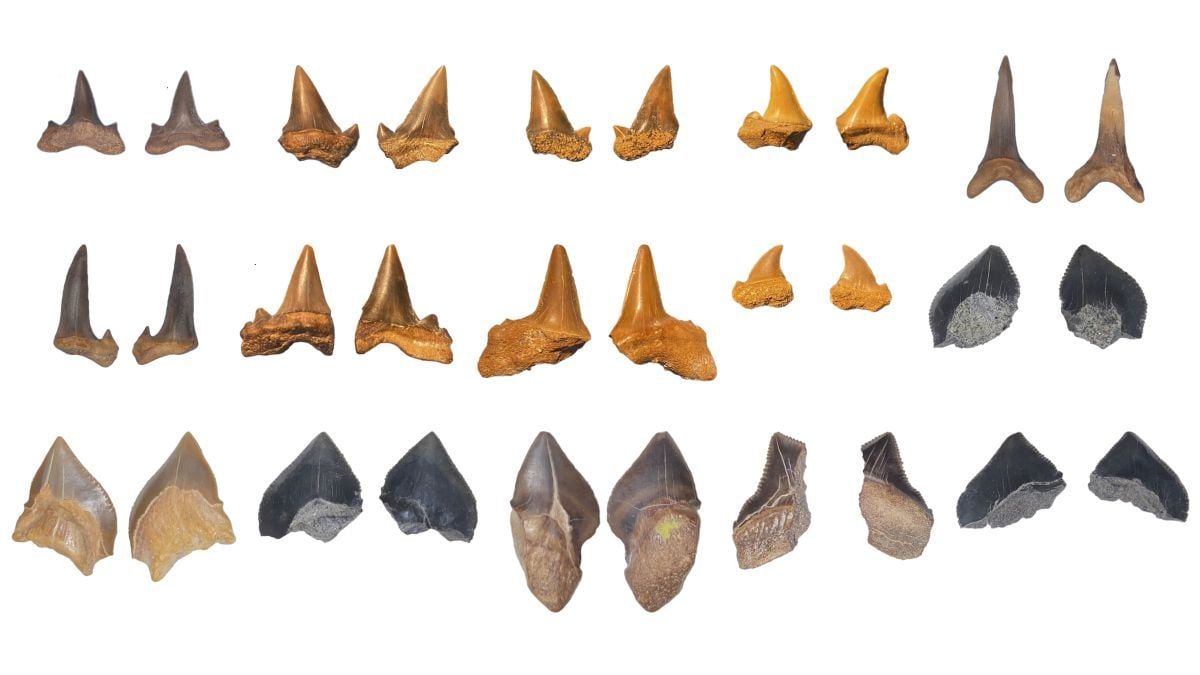 Fossil shark teeth from the Abu-Tartur Plateau study - sciencealert.com