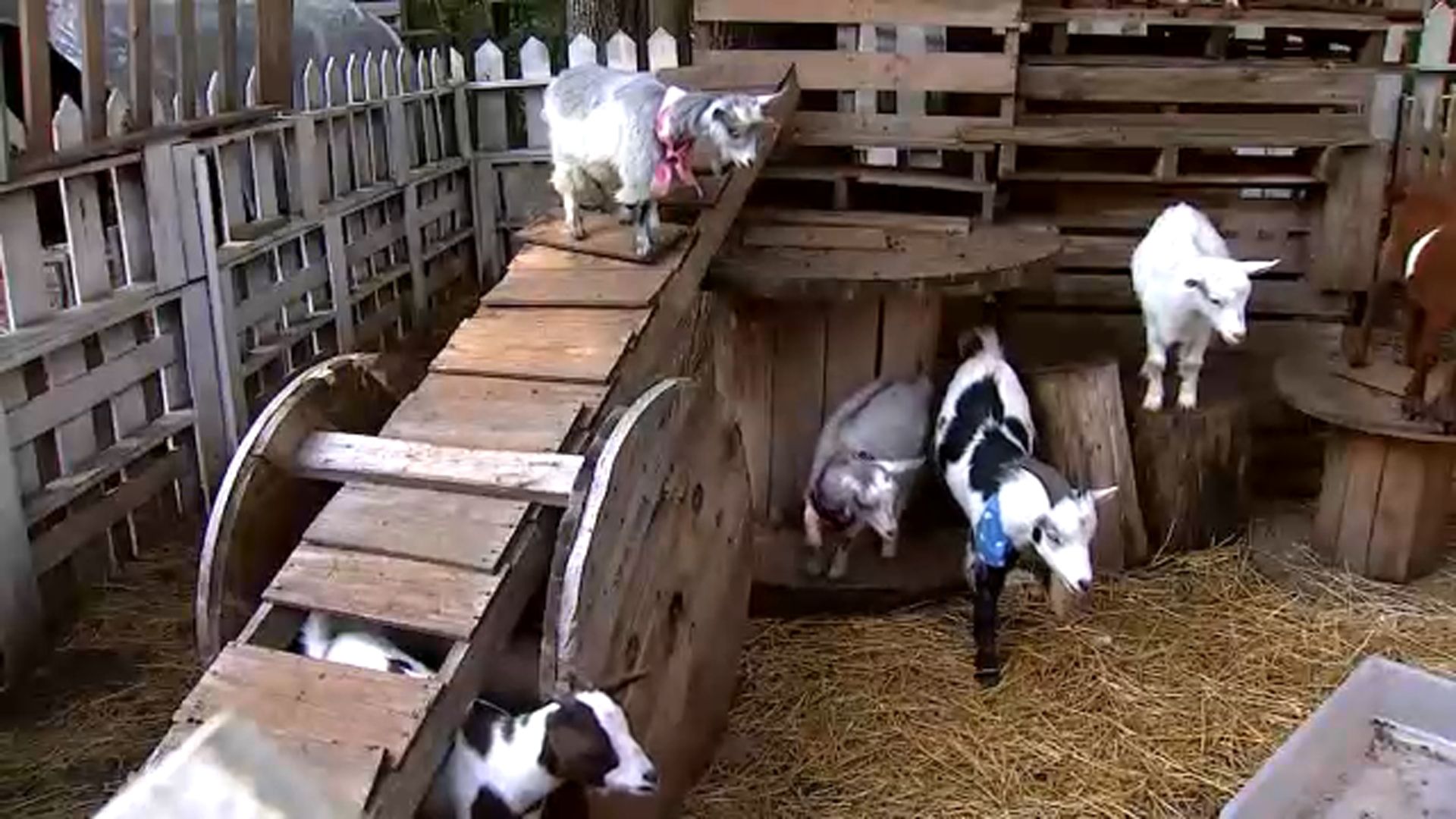 Baby goats tied to a North Carolina rabies exposure investigation involving Farm Adventures Mobile Petting Zoo. - abc11.com