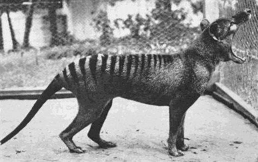 A thylacine photographed at Beaumaris Zoo in 1930. - nautil.us