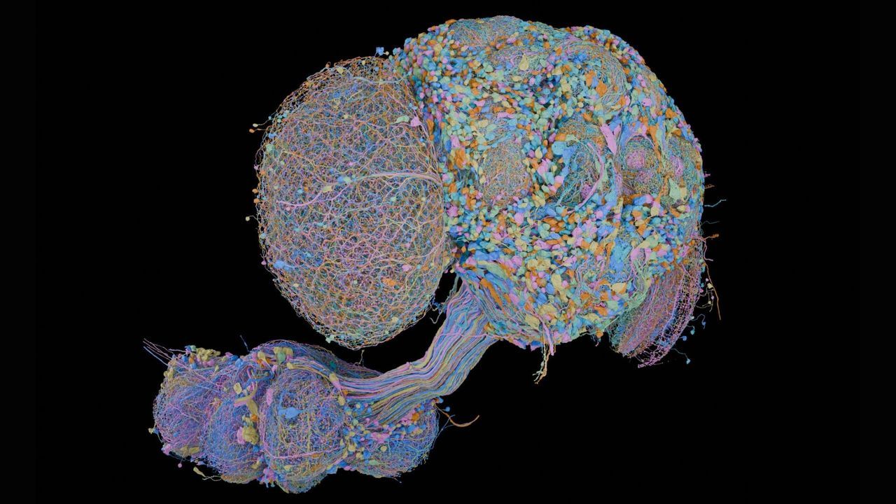 A subset of neurons in the central nervous system of the male fruit fly. - Data acquired and analyzed by the FlyEM Project Team at HHMI's Janelia Research Campus, the Cambridge Connectomics Group, and Google Research; image by Philip Hubbard/HHMI Janelia Research Campus