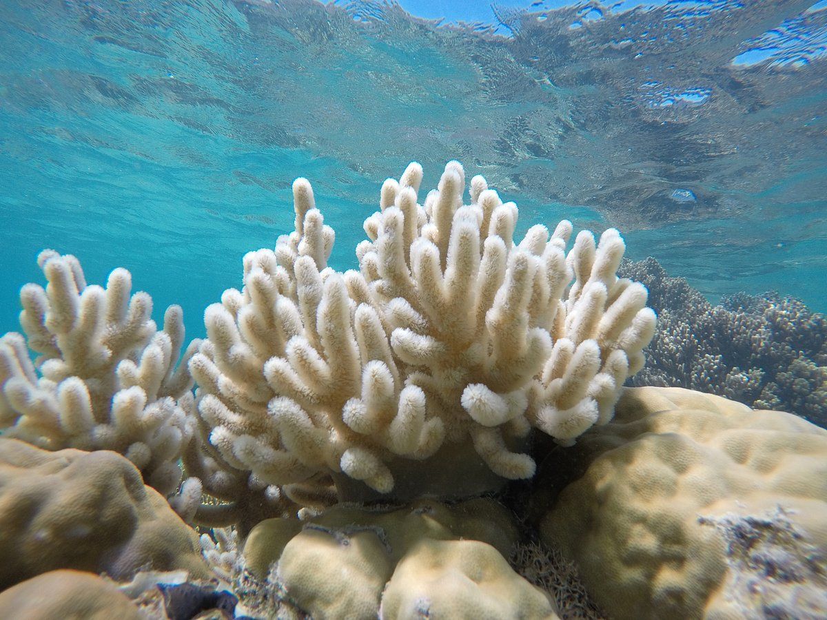 Bleached coral on the Great Barrier Reef. - downtoearth.org.in