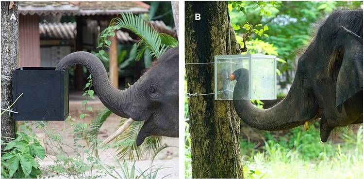 Experiment setup showing an elephant using a box opening to access food during the inhibitory-control task. - Sangpa Dittakul/Hope et al., 2026, PLOS One, CC-BY 4.0
