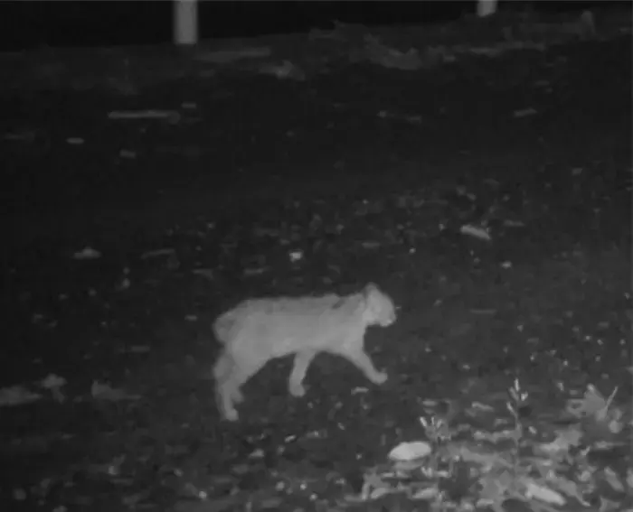 Short-tailed Tsushima leopard cat recorded by a camera trap on Japan’s Tsushima Island - Ministry of the Environment, Tsushima Wildlife Conservation Center