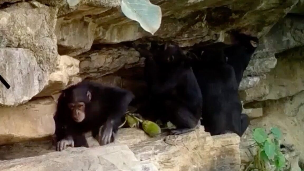 Chimpanzees using and transferring tools during foraging - Jane Goodall Institute Spain in Senegal