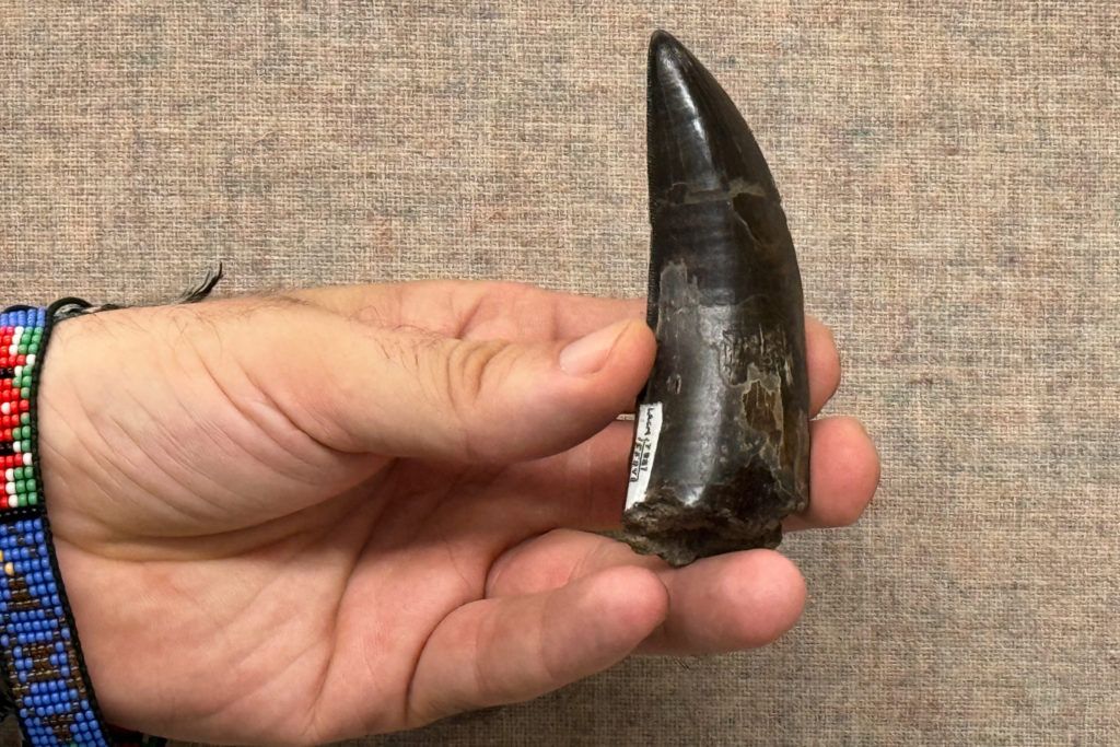 Fossilized Tyrannosaurus rex tooth used to estimate the dinosaur’s body temperature. - UCLA via AP