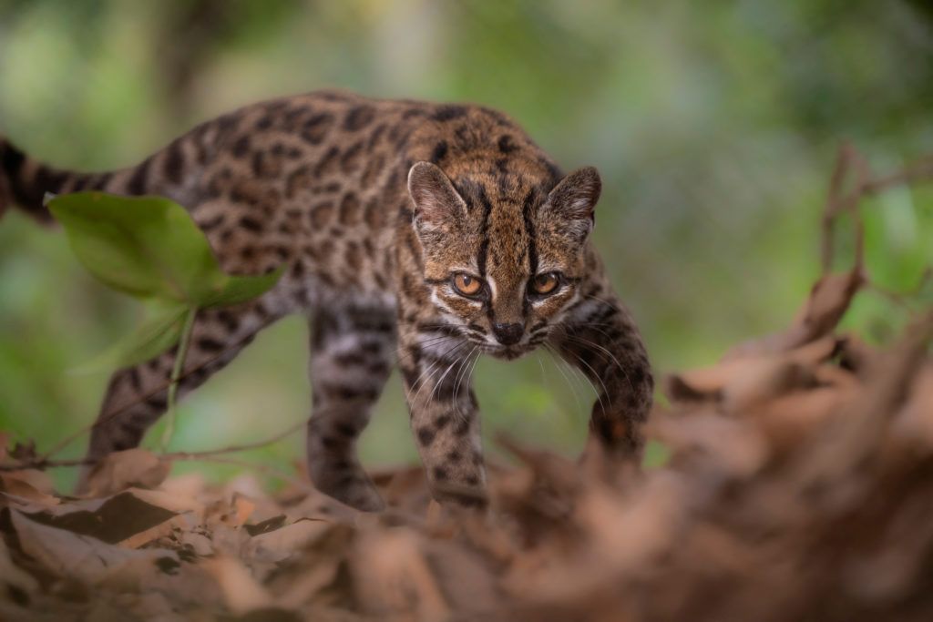 Leopardus tilcayo in Bolivia’s Yungas region - Fernando Faciole/National Geographic/Reuters